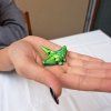 3D mini rejnok